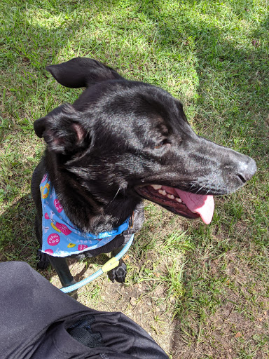 Metairie Small Animal Hospital - Freret Clinic image