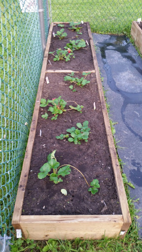 Midline Greenhouses formerly Chrissys image 4