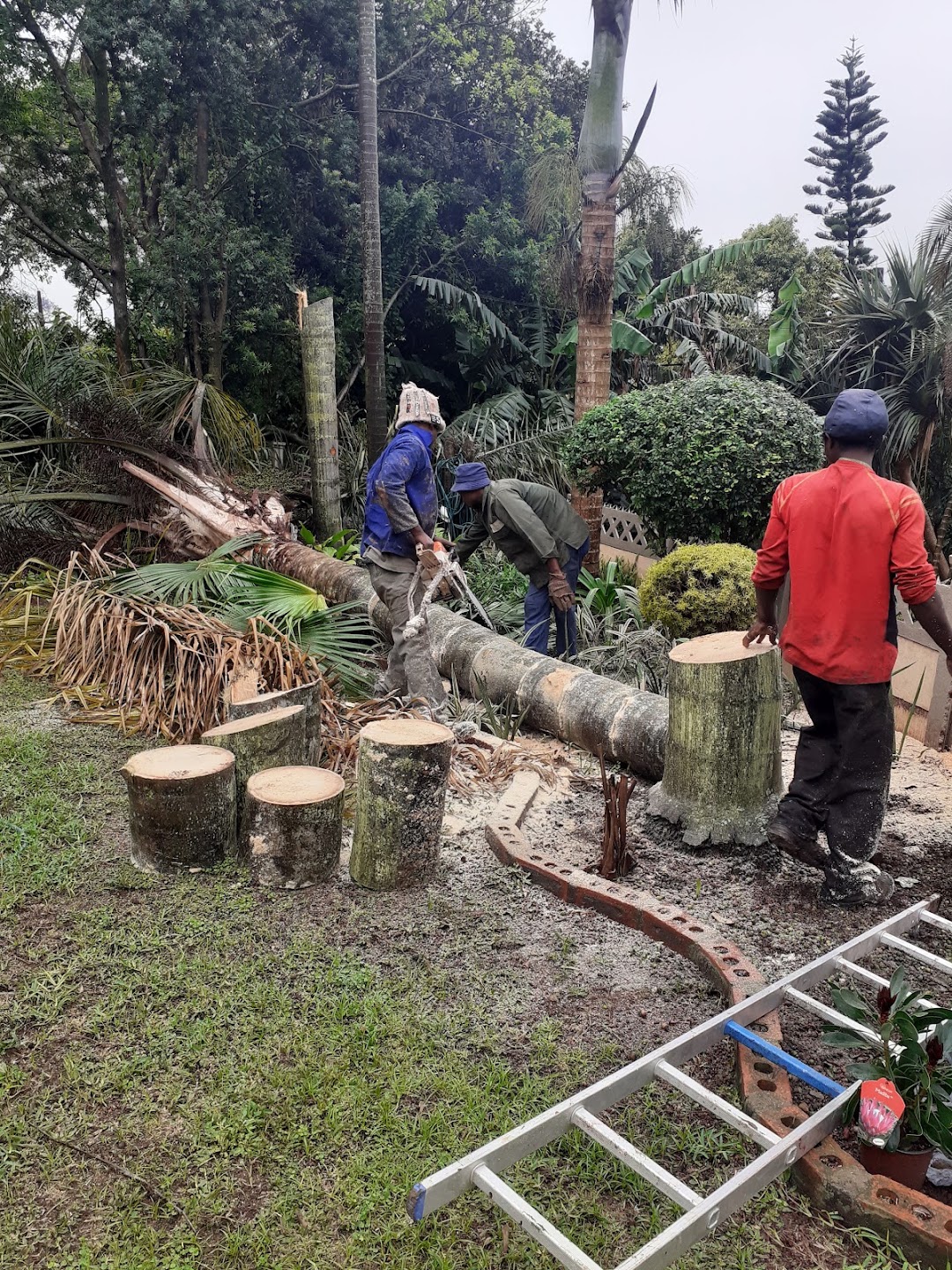 ACTION TREE FELLING