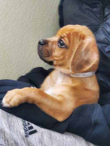 Pet Store «Gentle Jungle Pet Store», reviews and photos, 470 Lewis Ave, Meriden, CT 06451, USA