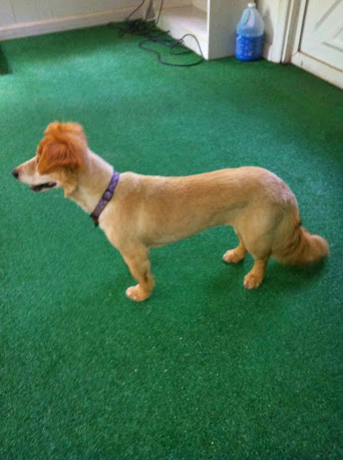 Pet Groomer «Pause 4 Paws Pet Grooming And Hotel», reviews and photos, 3770 W County Line Rd, Douglasville, GA 30135, USA