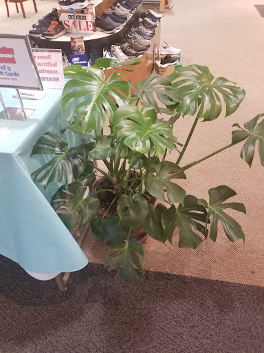 Shoe Store «Reyers Shoe Store», reviews and photos, 40 S Water Ave, Sharon, PA 16146, USA