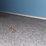 Photo n°1 de l'avis de Niklas. fait le 18/05/2021 à 08:22 sur le  ibis budget Giessen Linden à Linden