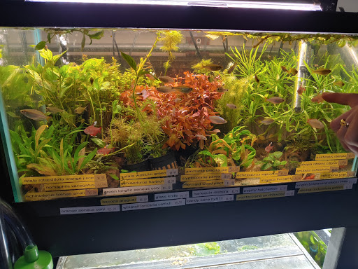 Tropical Fish Store «Aquastetics», reviews and photos, 354 E Main St, Fall River, MA 02724, USA