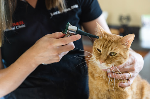 Cape Small Animal Clinic image