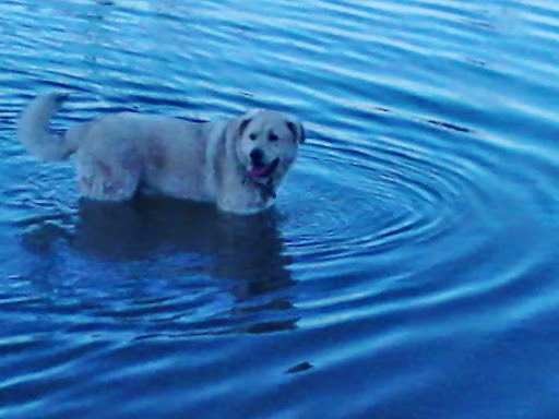 Dog Park «Beck Lake Off-Leash Dog Area», reviews and photos, 9700 Gloria Ct, Glenview, IL 60025, USA