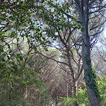 Photo n°5 de l'avis de Alex.r fait le 21/08/2021 à 04:29 sur le  Ristorante Pizzeria La Ventola à Rosignano Marittimo