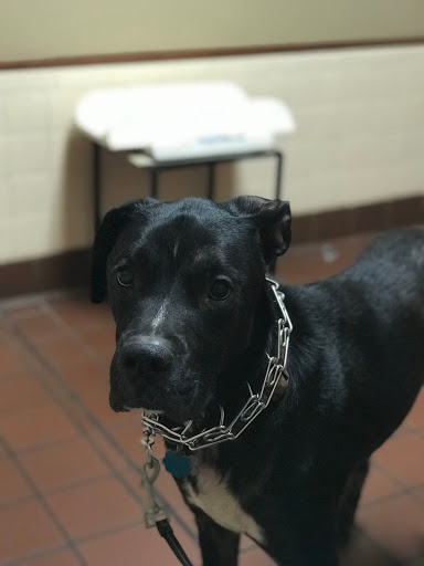 Aidmore Animal Clinic image