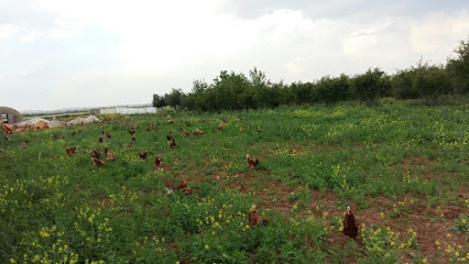 Emineller Tavuk Çiftliği