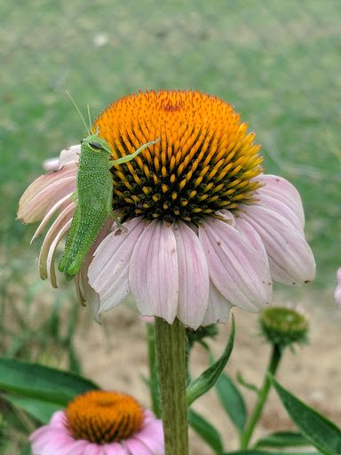 Zoo «Frank Buck Zoo», reviews and photos, 1000 W California St, Gainesville, TX 76240, USA