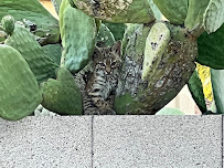 Apex Animal Control, LLC - Photo 5 - Car repair in , Scottsdale