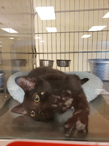 Pet Supply Store «PetSmart», reviews and photos, 5214 Blanche Moore Dr, Corpus Christi, TX 78411, USA