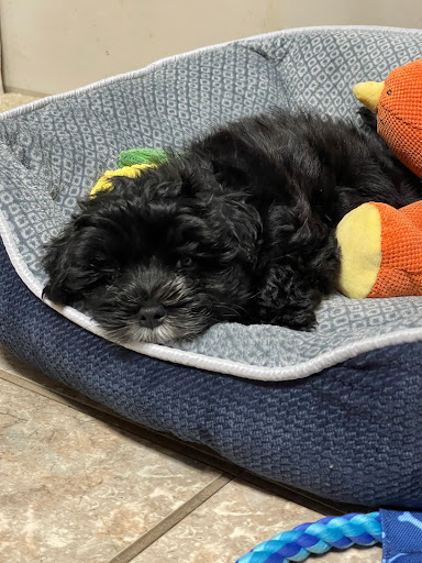 Pet Store «Petland», reviews and photos, 5470 Dixie Hwy, Fairfield, OH 45014, USA