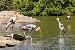 Ranganathittu Bird Sanctuary image