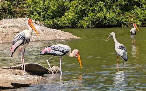 Ranganathittu Bird Sanctuary image