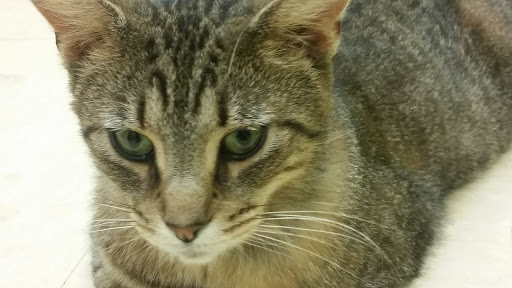 Pet Supply Store «Pet Supplies Plus», reviews and photos, 311 Sagamore Pkwy N, Lafayette, IN 47904, USA