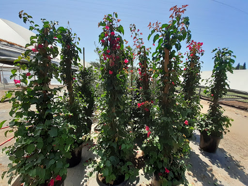 United Plant Growers Nursery