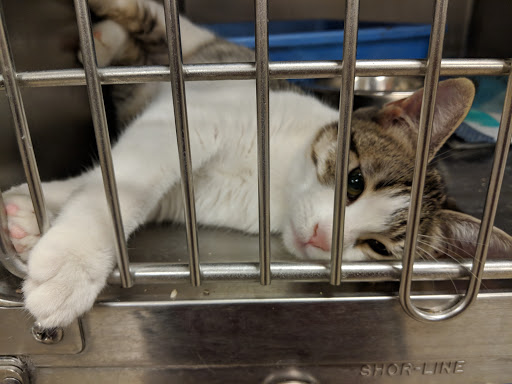 Pet Supply Store «PetSmart», reviews and photos, 1196 W Olive Ave, Merced, CA 95348, USA