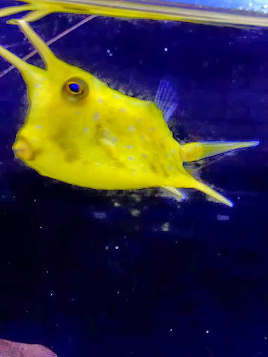 Tropical Fish Store «Arizona Custom Aquariums», reviews and photos, 3817 N Oracle Rd #A, Tucson, AZ 85705, USA