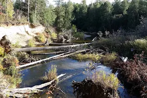 Beattie Pinery Provincial Nature Reserve image