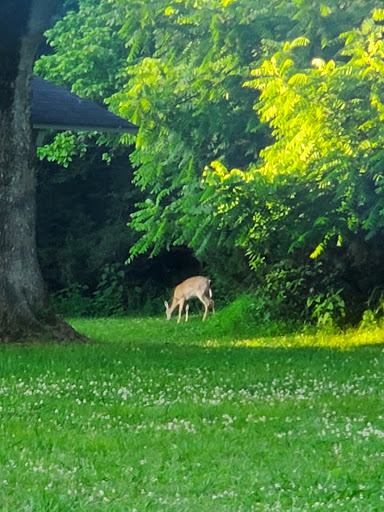 Campground «Salt Lick Creek Campground», reviews and photos, 520 Salt Lick Park Ln, Gainesboro, TN 38562, USA
