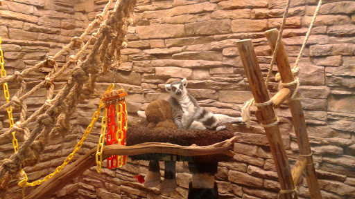 Pet Store «Incredible Pets Inc», reviews and photos, 2255 N Wickham Rd # 102, Melbourne, FL 32935, USA