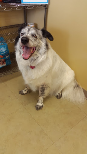 Pet Supply Store «Petco Animal Supplies», reviews and photos, 8404 Eager Rd b, Brentwood, MO 63144, USA