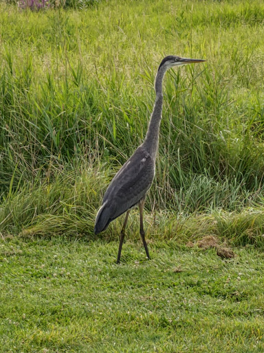 Golf Course «The Links at Outlook & Outlook Tavern Restaraunt», reviews and photos, 310 Portland St, Berwick, ME 03901, USA