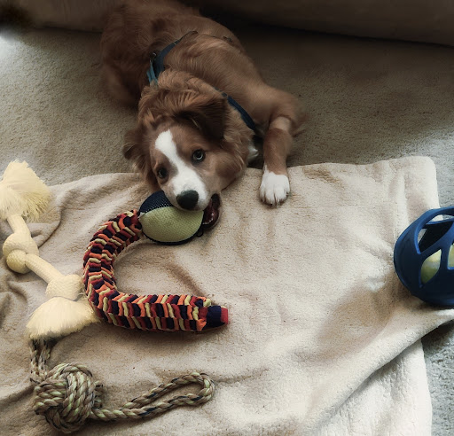 Pet Supply Store «PetSmart», reviews and photos, 16760 Highlands Center Blvd, Bristol, VA 24202, USA