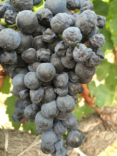 Winery «Stephen & Walker Winery», reviews and photos, 243 Healdsburg Ave, Healdsburg, CA 95448, USA