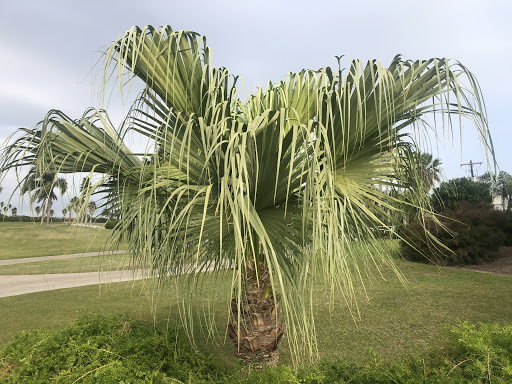 Public Golf Course «Moody Gardens Golf Course», reviews and photos, 1700 Sydnor Ln, Galveston, TX 77554, USA