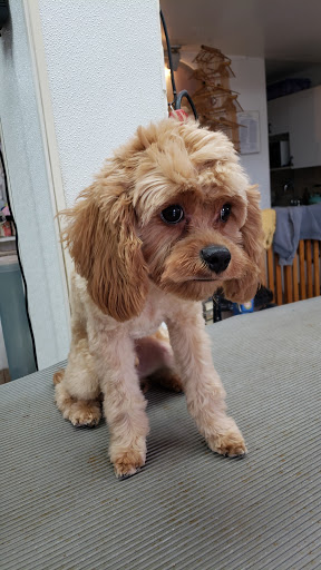 Pet Store «Rainbow Pet Supplies», reviews and photos, 3940 58th St, Woodside, NY 11377, USA