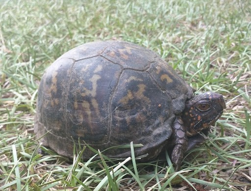 Golf Club «Hampton Hall», reviews and photos, 170 Hampton Hall Blvd, Bluffton, SC 29910, USA