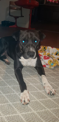 Pet Supply Store «Petsense Searcy», reviews and photos, 3450 E Race Ave, Searcy, AR 72143, USA