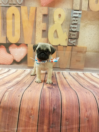 Pet Store «Happiness Is Pets», reviews and photos, 2936 Showplace Dr, Naperville, IL 60564, USA