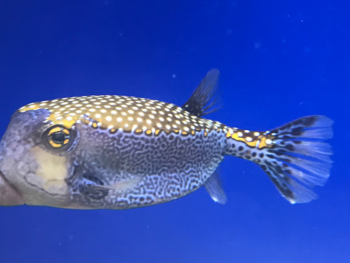 Pet Store «Acuario Piscis», reviews and photos, 3040 W Cermak Rd, Chicago, IL 60623, USA