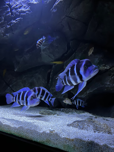 Baumann-Industries unter Windelsbach, 