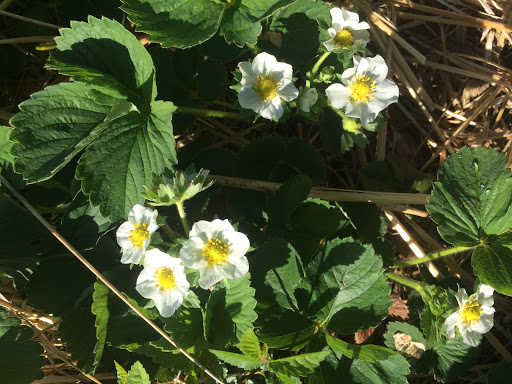 Produce Market «Highland Orchards Farm Market», reviews and photos, 1431 Foulk Rd, Wilmington, DE 19803, USA