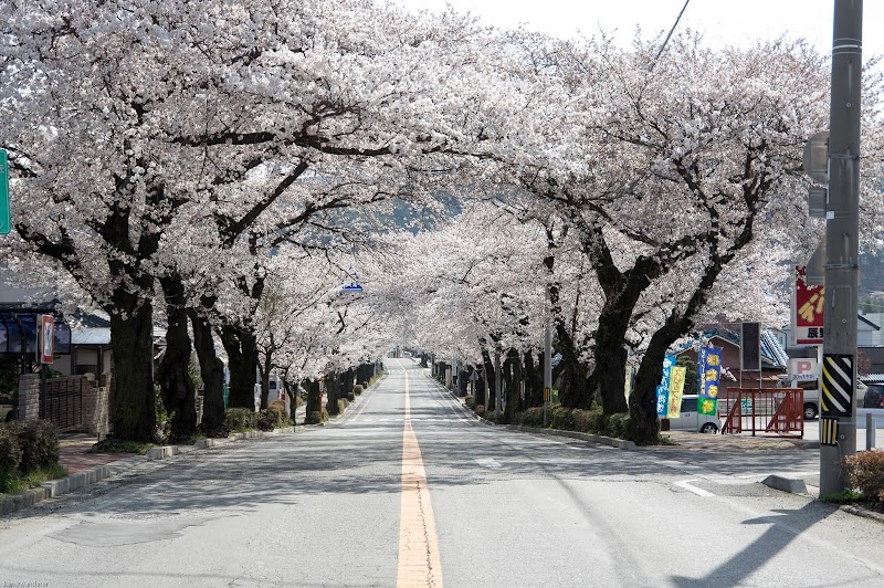 城前線 桜並木