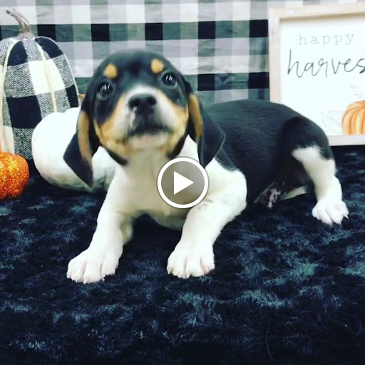 Pet Store «Happiness Is Pets Vi», reviews and photos, 616 E Roosevelt Rd, Lombard, IL 60148, USA