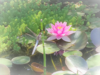 Bloom'In Kinésiologie à Gières