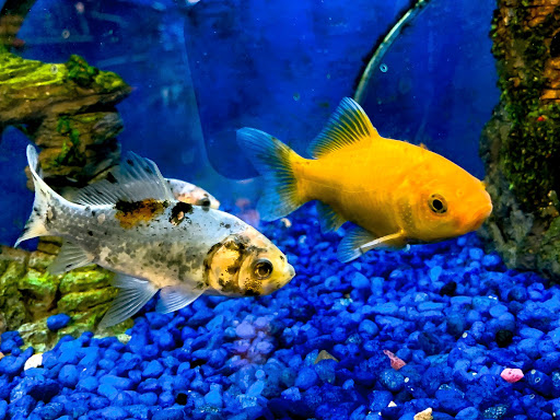 Pet Store «Petland Discounts - Derby», reviews and photos, 49 State Rte 727 # 12, Derby, CT 06418, USA