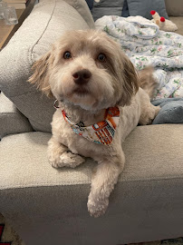 Bow Wow Boutique - Photo 2 - Car repair in Gastonia, NC, Gastonia