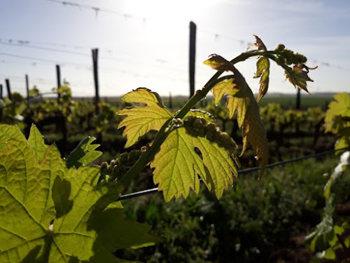 Domaine Saint Landor à Les Trois-Moutiers