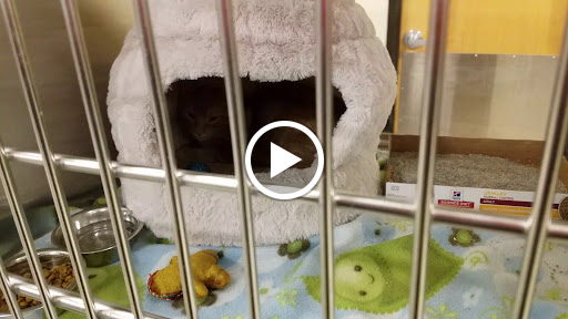 Pet Supply Store «PetSmart», reviews and photos, 1671 E Market St, Harrisonburg, VA 22801, USA