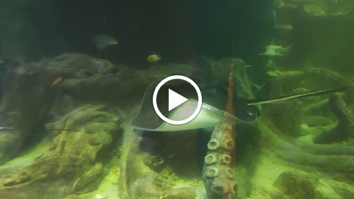 Aquarium «SEA LIFE Charlotte-Concord Aquarium», reviews and photos, 8111 Concord Mills Boulevard, Concord, NC 28027, USA