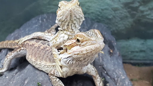 Pet Supply Store «Petco Animal Supplies», reviews and photos, 18578 Coastal Hwy #12, Rehoboth Beach, DE 19971, USA