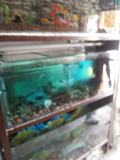 Gulati Fish Aquarium & Pet Shop