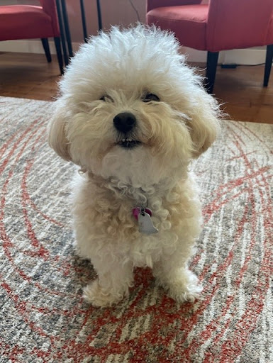 Goosetown Animal Hospital image