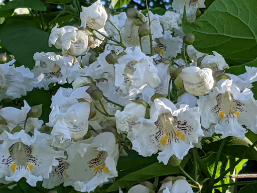 Golf Course «Sydney R. Marovitz Golf Course», reviews and photos, 3600 N Recreation Dr, Chicago, IL 60613, USA